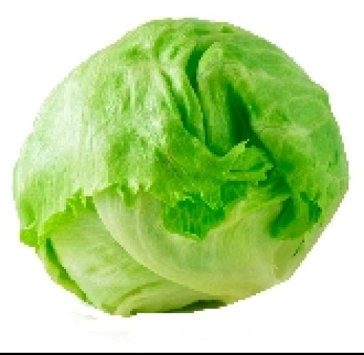 lechuga escarola